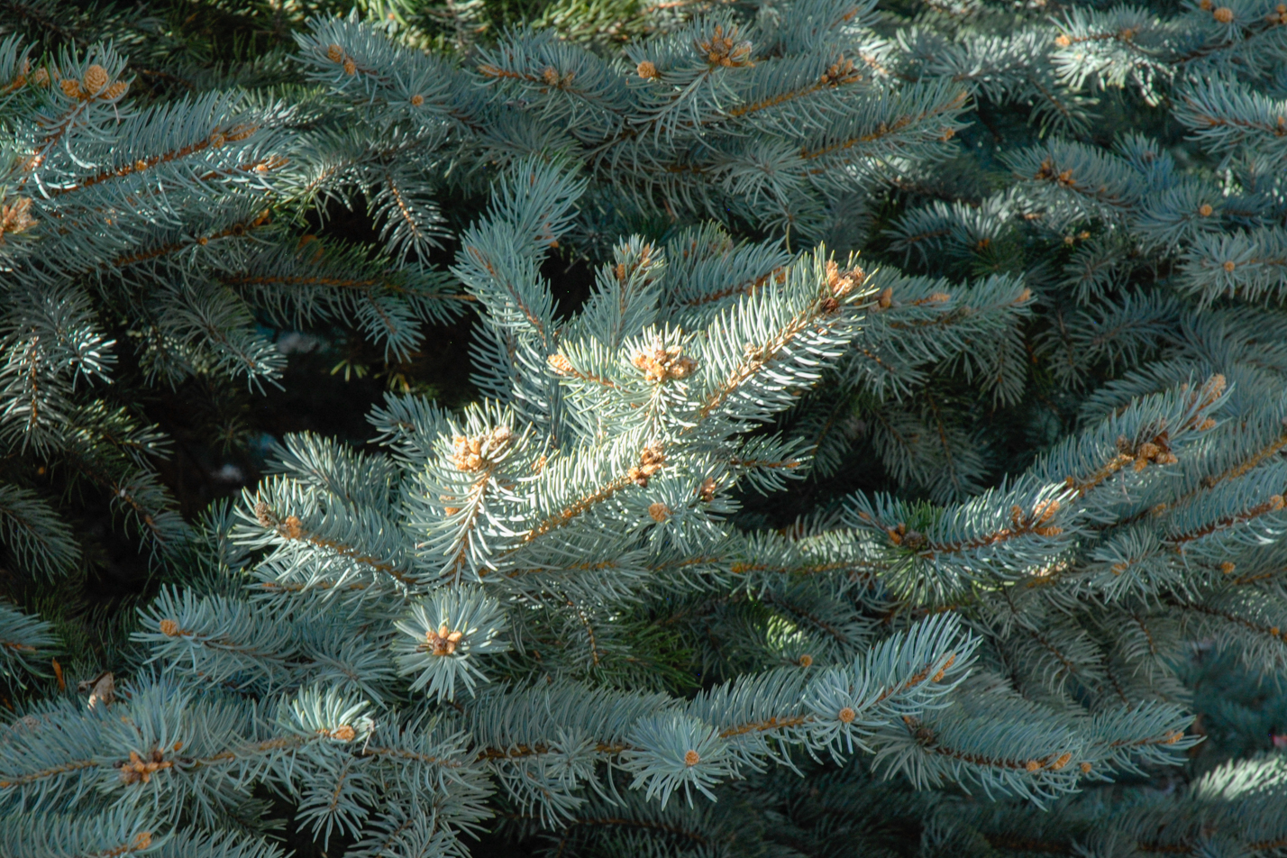 Baby Blue Eyes Spruce